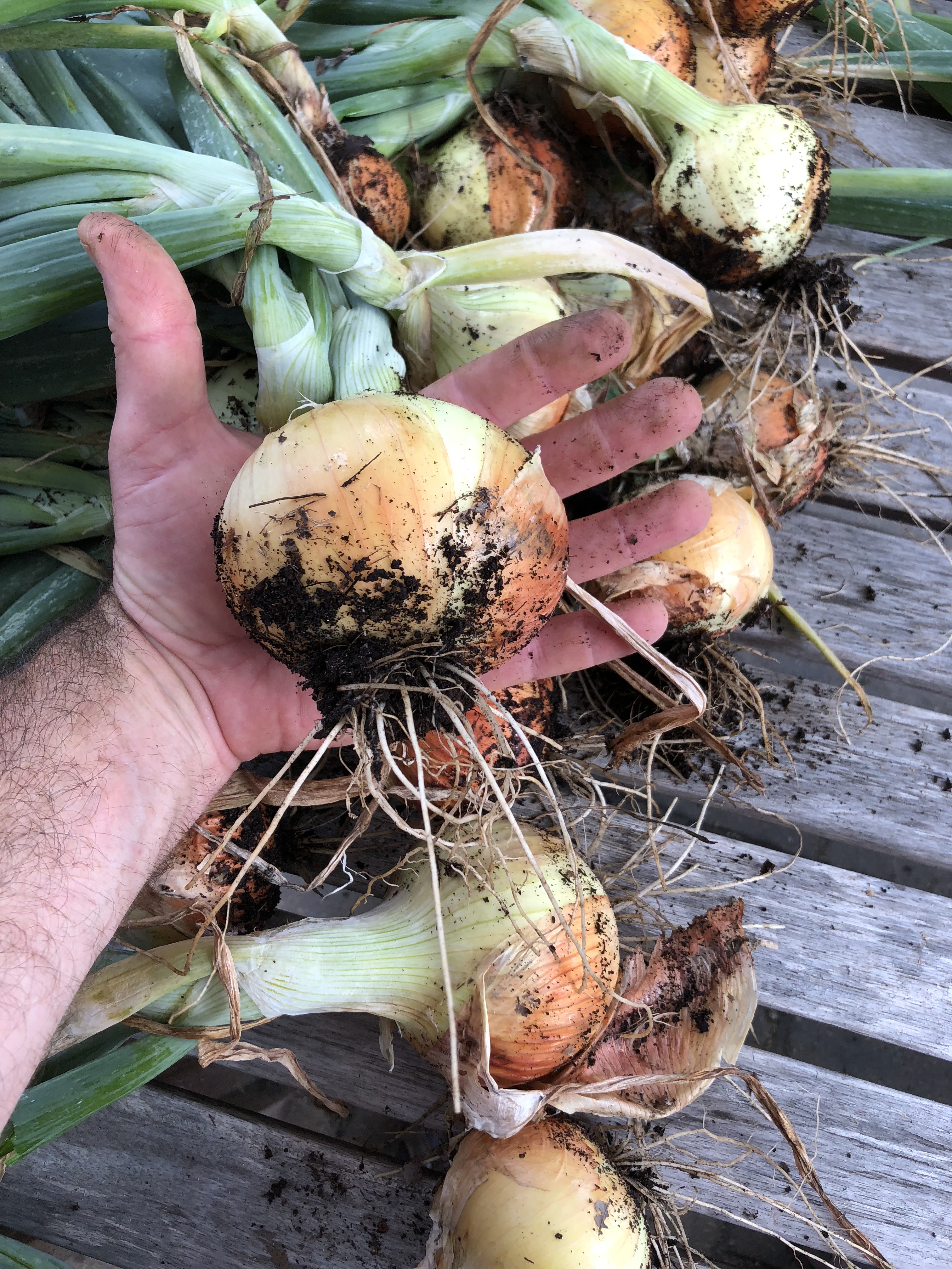 Can Onion Grow in Rainy Season  